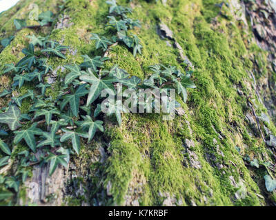 Efeu auf alten Baum mit grünen Moos in Großbritannien Stockfoto