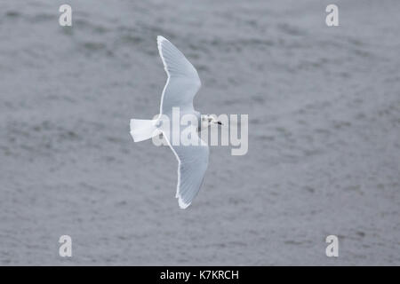 Kleine Möwe (Larus Minutus) Erwachsene im Winter Gefieder, Shetlandinseln, Schottland, UK Stockfoto