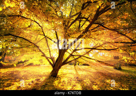 Gold Strahlen der Herbst Sonnenlicht bezaubernde einen schönen Baum in einem Park Stockfoto