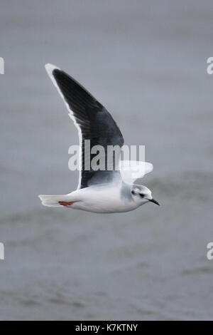 Kleine Möwe (Larus Minutus) Erwachsene im Winter Gefieder, Shetlandinseln, Schottland, UK Stockfoto