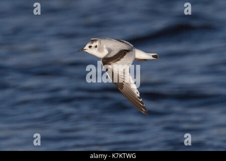 Kleine Möwe (Laris Minutus) ersten Winter, Shetlandinseln, Schottland, UK Stockfoto