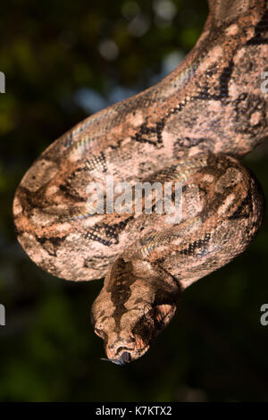 Gewöhnliche nördliche Boa (Boa Imperator) aus Sonora, Mexiko. Stockfoto
