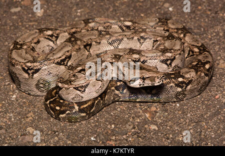 Gewöhnliche nördliche Boa (Boa Imperator) aus Sonora, Mexiko. Stockfoto