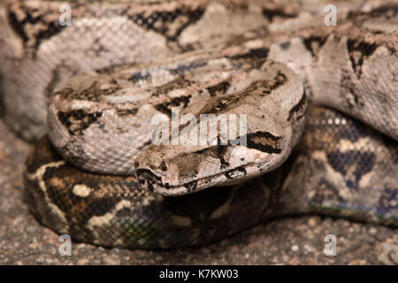Gewöhnliche nördliche Boa (Boa Imperator) aus Sonora, Mexiko. Stockfoto