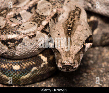 Gewöhnliche nördliche Boa (Boa Imperator) aus Sonora, Mexiko. Stockfoto