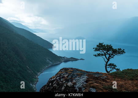 Misty Morning auf Tingvollfjorden flord Vettamyra, Mehr og Romsdal County, Norwegen Stockfoto