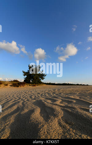 Sanddünen von Wind und einem Lone Pine Tree am Horizont gebildet. Nationalpark Hoge Veluwe, Niederlande, 15. September 2017 Stockfoto