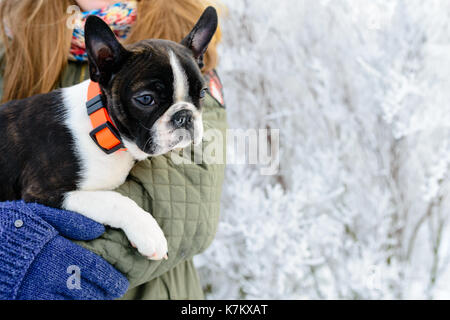 Boston Terrier Welpen in den Händen seines Besitzers in die Winterlandschaft Stockfoto