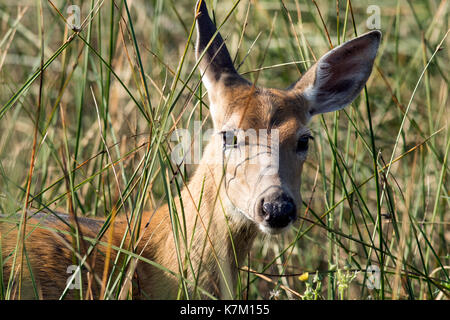 Rotwild spähen durch Gräser - Rocky Mountain Arsenal nationalen Wildlfie Zuflucht, Denver, Colorado, USA Stockfoto