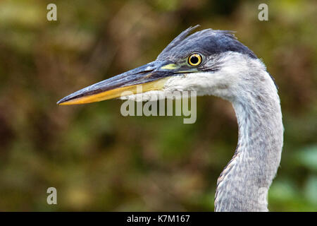 In der Nähe von Great Blue Heron (Ardea herodias) - Goldstream Provincial Park, Victoria, Vancouver Island, British Columbia, Kanada Stockfoto