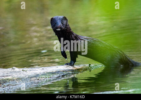 Amerikanischer Nerz (Neovison Vision-fitness) - Goldstream Provincial Park - Victoria, Vancouver Island, British Columbia, Kanada Stockfoto