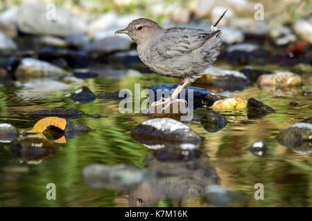 Amerikanische Pendelarm (Cinclus mexicanus) - Goldstream Provincial Park, Victoria, Vancouver Island, British Columbia, Kanada Stockfoto