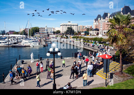 Inner Harbour, Victoria, Vancouver Island, British Columbia, Kanada Stockfoto