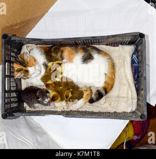 Katze Pflegemutter für die Entenküken. Katze in einem Korb mit Kätzchen und empfangen Moschus Ente Entenküken. Stockfoto