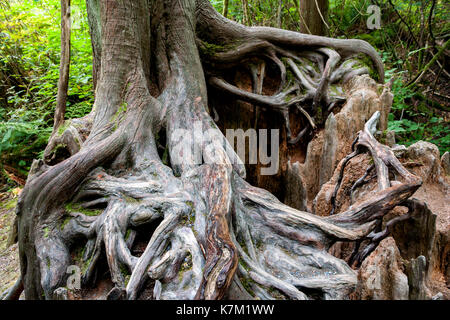 Baumwurzeln auf Krankenschwester Log-Goldstream Provinicial Park - Victoria, Vancouver Island, British Columbia, Kanada Stockfoto