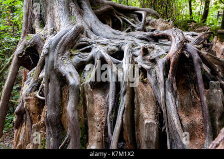 Baumwurzeln auf Krankenschwester Log-Goldstream Provinicial Park - Victoria, Vancouver Island, British Columbia, Kanada Stockfoto