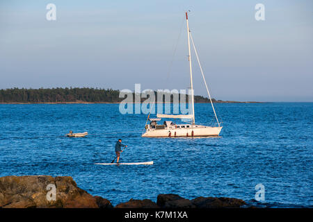 Stand-up Paddleboarder in der Nähe von Vieh, Hochland Park, Oak Bay, Victoria, Vancouver Island, British Columbia, Kanada Stockfoto