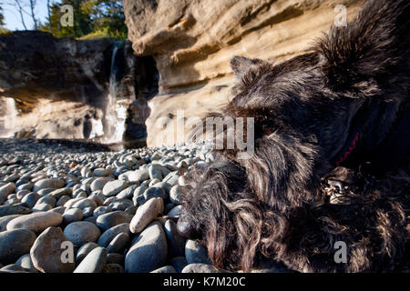 Schnauzer auf sandcut Strand - Jordan Regional Park - in der Nähe von Sooke, Vancouver Island, British Columbia, Kanada Stockfoto