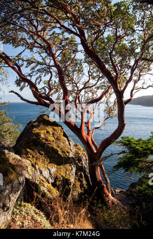 Erdbeerbaum (Arbutus menziesii Baum) - East Sooke Regional Park, Sooke, Vancouver Island, British Columbia, Kanada Stockfoto