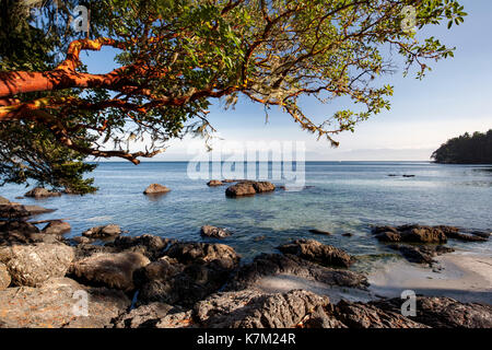 Steiniger Strand auf Becher Bay - East Sooke Regional Park, Sooke, Vancouver Island, British Columbia, Kanada Stockfoto