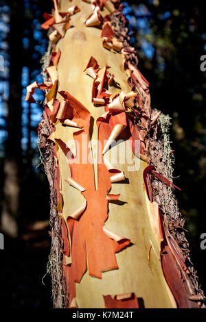 Arbutus Baum (Arbutus menziesii) Rinde - East Sooke Regional Park, Sooke, Vancouver Island, British Columbia, Kanada Stockfoto