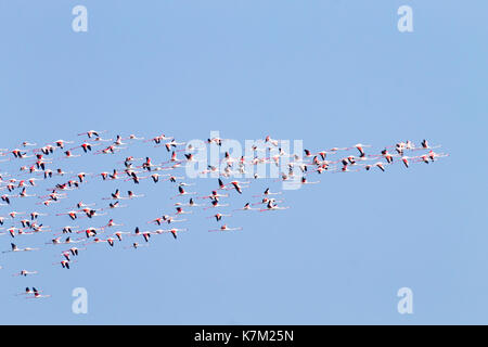 Herde von rosafarbenen Flamingos von "Delta del Po' Lagune, Italien. Natur panorama Stockfoto