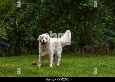 Eine reinrassige männliche Golden Retriever Hund in einem grünen Garten Stockfoto