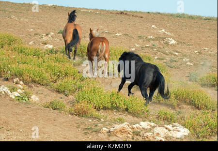 Wilde Pferde - Hengste laufen und kämpfen in der Pryor Mountains Wild Horse Range auf der Grenze von Wyoming und Montana USA Stockfoto