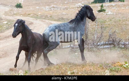 Wilde Pferde - Hengste treten während in der Pryor Mountains Wild Horse Range kämpfen auf der Grenze von Wyoming und Montana Usa Stockfoto