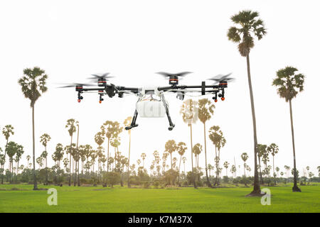 Landwirtschaft Drohne fliegen auf die grüne Reisfelder Stockfoto