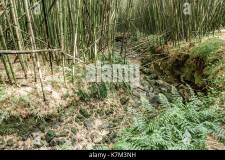 Bambus Wald im Hang des Vulkan Park Gorilla Trekking Stockfoto