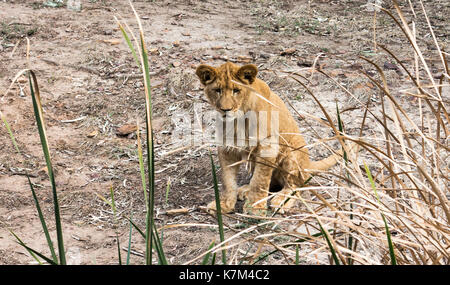 Junge afrikanische Lion cub sitzt hinter Gras Schilf Stockfoto