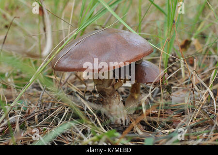 Zwei suillus mashroom wächst in der Nähe von einander Stockfoto