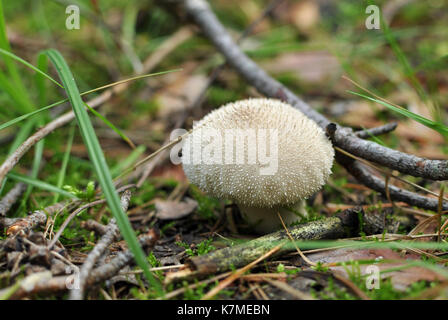 Lycoperdon perlatum, im Volksmund bekannt als die gemeinsame Puffball, warted Puffball, Edelstein - verzierte puffball oder des Teufels Schnupftabak-Box Stockfoto