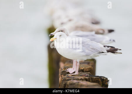 Europäische Heringsmöwen auf Stöcken im Meer, im Hintergrund verblassend (Charadriiformes) Stockfoto