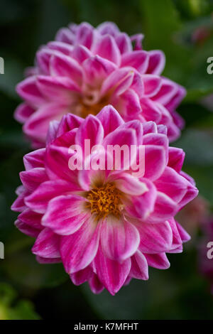 Zwei rosa lila Dahlie Zwei rosa lila Dahlien Nahaufnahme zwei rosa Dahlien mit weißen Blütenblatt Kanten Stockfoto