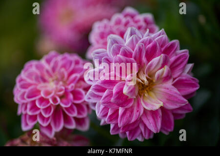 Zwei rosa lila Dahlie Zwei rosa lila Dahlien Nahaufnahme zwei rosa Dahlien mit weißen Blütenblatt Kanten Stockfoto