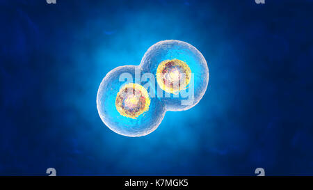 3D-Darstellung der Mitose und Replikation eines generischen biologische Zelle. Stockfoto