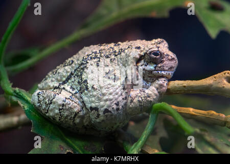 Ein grauer Laubfrosch Stockfoto