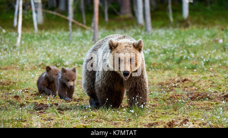 Mama Bär wandern in der Finnischen Taiga mit ihren kleinen Jungen Stockfoto