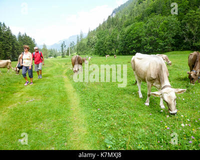 Engelberg, Schweiz - 3 August 2017: Menschen zu Fuß zwischen den braunen Kühe auf der Alm in Engelberg in der Schweiz Stockfoto