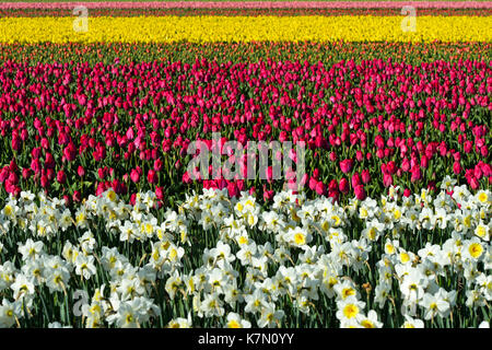 Blühende Zwiebel Blumen, Anbau von Narzissen und Tulpen, Blume Glühlampe region Bollenstreek, Noordwijkerhout, Niederlande Stockfoto