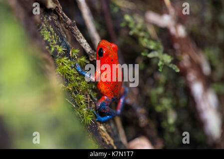 Strawberry poison-dart Frog (Dendrobates pumilio), Costa Rica, Mittelamerika Stockfoto