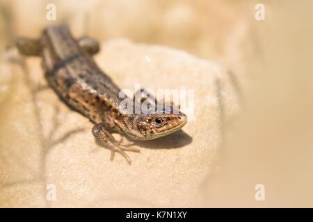 Lebendgebärenden Eidechsen (Lacerta vivipara) auf Stein, Hessen, Deutschland Stockfoto