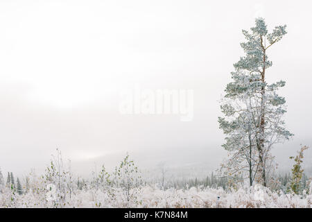 Ein Baum im Nebel, der mit Frost bedeckt ist Stockfoto