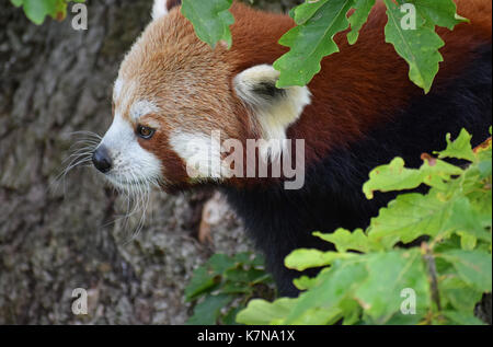 Red Panda - Lake District Wildlife Park, Bassenthwaite, Keswick, Lake District, North West England Stockfoto