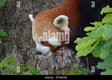 Red Panda - Lake District Wildlife Park, Bassenthwaite, Keswick, Lake District, North West England Stockfoto