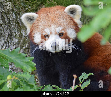 Red Panda - Lake District Wildlife Park, Bassenthwaite, Keswick, Lake District, North West England Stockfoto