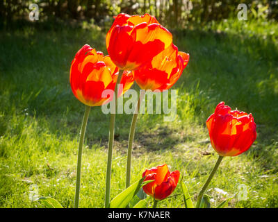 Fünf rot-gelbe Tulpe Blumen (Lat.: Tulipa) auf einer Wiese in das Licht der Sonne. Stockfoto