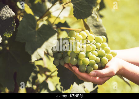 Die Hand der Frau hält eine große Cluster von Trauben Trauben Ernte (Vintage Effekt). Stockfoto